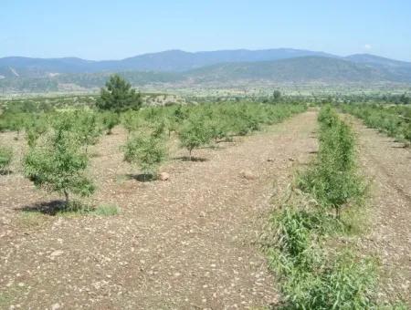 Garden For Sale In Mugla Region 880000M2 Walnut